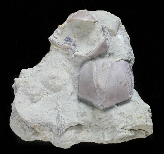 Blastoid (Pentremites) Fossil - Illinois #60120
